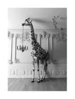 Brookpace Lascelles - Art Print Giraffe In The Room Με Κορνίζα Black Box - Image 2