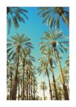 Brookpace Lascelles - Art Print Beverly Hills Palms Με Ξύλινη Κορνίζα - Image 2