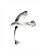 Brookpace Lascelles - Art Print Watercolour Seagull Με Ξύλινη Κορνίζα - Image 2