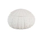 Andrea House - Κουτί Κοσμημάτων Sea Urchin D23cm