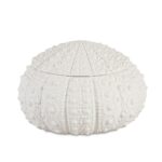 Andrea House - Κουτί Κοσμημάτων Sea Urchin D23cm