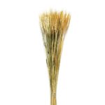 Andrea House - Αποξηραμένα Λουλούδια Wheat Natural 60cm