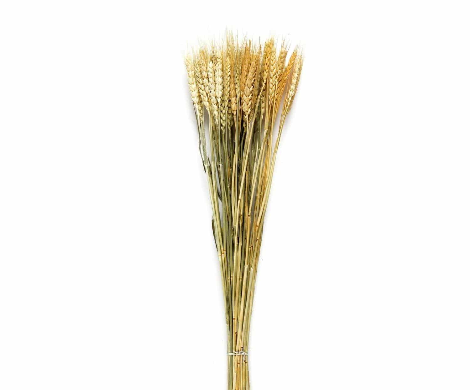 AX70124-01.CC40405E9533 Andrea House - Αποξηραμένα Λουλούδια Wheat Natural 60cm - Image 1