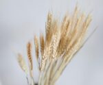 Andrea House - Αποξηραμένα Λουλούδια Wheat Natural 60cm - Image 5