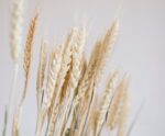 Andrea House - Αποξηραμένα Λουλούδια Wheat Natural 60cm - Image 4