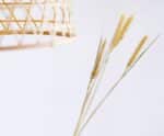 Andrea House - Αποξηραμένα Λουλούδια Wheat Natural 60cm - Image 2