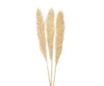 Andrea House - Αποξηραμένα Λουλούδια 3τμχ Pampas White 105cm