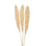 Andrea House - Αποξηραμένα Λουλούδια 3τμχ Pampas White 105cm
