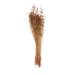 Andrea House - Αποξηραμένα Λουλούδια Lino Natural 70cm