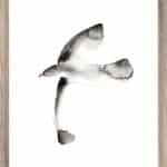 Brookpace Lascelles - Art Print Watercolour Seagull Με Ξύλινη Κορνίζα