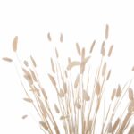 ΔΙΑΚΟΣΜΗΤΙΚΟ ΜΠΟΥΚΕΤΟ ΑΠΟΞΗΡΑΜΕΝΟ HM7959 RABBIT TAIL- CREAM 50gr 76Υεκ. - Image 4
