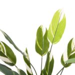 ΔΙΑΚΟΣΜΗΤΙΚΟ ΣΥΝΘΕΤΙΚΟ ΦΥΤΟ HM7997 CALATHEA ΣΕ ΓΛΑΣΤΡΑ 140Υεκ. - Image 3